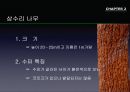 참나무 (대표적 수종의 구별, 참나무의 이용).PPT자료 11페이지