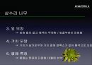 참나무 (대표적 수종의 구별, 참나무의 이용).PPT자료 12페이지
