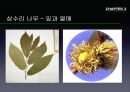 참나무 (대표적 수종의 구별, 참나무의 이용).PPT자료 13페이지