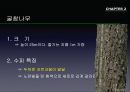 참나무 (대표적 수종의 구별, 참나무의 이용).PPT자료 15페이지
