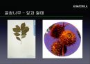 참나무 (대표적 수종의 구별, 참나무의 이용).PPT자료 17페이지
