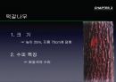 참나무 (대표적 수종의 구별, 참나무의 이용).PPT자료 19페이지