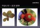 참나무 (대표적 수종의 구별, 참나무의 이용).PPT자료 21페이지