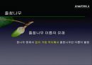 참나무 (대표적 수종의 구별, 참나무의 이용).PPT자료 22페이지