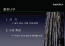 참나무 (대표적 수종의 구별, 참나무의 이용).PPT자료 23페이지