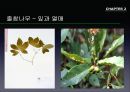 참나무 (대표적 수종의 구별, 참나무의 이용).PPT자료 25페이지