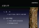 참나무 (대표적 수종의 구별, 참나무의 이용).PPT자료 27페이지