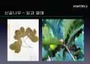 참나무 (대표적 수종의 구별, 참나무의 이용).PPT자료 29페이지