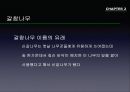 참나무 (대표적 수종의 구별, 참나무의 이용).PPT자료 30페이지