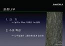 참나무 (대표적 수종의 구별, 참나무의 이용).PPT자료 31페이지