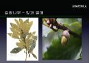 참나무 (대표적 수종의 구별, 참나무의 이용).PPT자료 33페이지