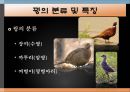 꿩의 생태학적 분류와 사육형태 3페이지