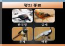 꿩의 생태학적 분류와 사육형태 7페이지
