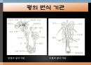 꿩의 생태학적 분류와 사육형태 18페이지