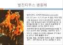 [의학] 발진티푸스.ppt 4페이지