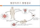 [의학] 발진티푸스.ppt 5페이지