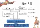 “닭” 유통,소비,마케팅전략,하림닭마케팅전략,닭마케팅,닭분석 14페이지
