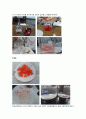 [제제실험] 알지네이트 비드[Alginate bead] 결과 4페이지