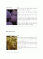 탄닌,포도품종,와인기구 레포트 6페이지