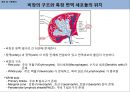 마우스 비장 면역세포 분리 및 염색 3페이지