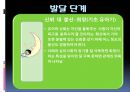 에릭슨과 심리사회적발달 8단계 PPT자료 5페이지