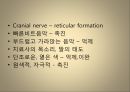 [운동치료학] 루드 접근법 (Rood’s approch).ppt 24페이지