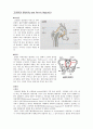 임상운동학 - 고관절과 골반[Hip and Pelvic Region]의 골격 근육에 대해서 1페이지