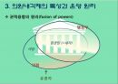 의원내각제 &이원집정부제 4페이지