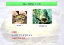 황소개구리, 그들은 정말 사라졌는가?.ppt 20페이지