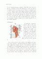 동물조직학 레포트,입과 구강(oral cavity)의 구조 3페이지
