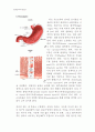 동물조직학 레포트,입과 구강(oral cavity)의 구조 5페이지