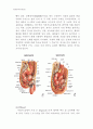 동물조직학 레포트,입과 구강(oral cavity)의 구조 9페이지
