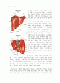 동물조직학 레포트,입과 구강(oral cavity)의 구조 10페이지