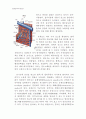 동물조직학 레포트,입과 구강(oral cavity)의 구조 11페이지