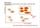 [기업분석] 국순당 -외부환경과 내부분석을 활용한 국순당의 Strategic Position 20페이지