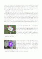  실험수업 꽃 관찰 6페이지