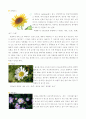  실험수업 꽃 관찰 7페이지