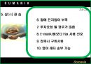 루마니아 소개 34페이지