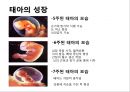임신과 출산.pptx 5페이지