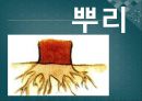 초급한국어(Korean)in english.ppt 26페이지