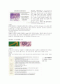 [세균학] 균에 대해 -바실러스(Bacillus), 포도상구균(Staphylococcus), 대장균(Escherichia Coli) 2페이지