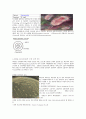 [세균학] 균에 대해 -바실러스(Bacillus), 포도상구균(Staphylococcus), 대장균(Escherichia Coli) 5페이지
