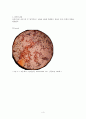 3. Gram Staining  Differential Staining 4페이지
