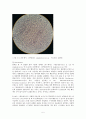 3. Gram Staining  Differential Staining 5페이지