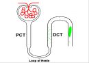 요검사의 해석 (urinalysis).ppt 15페이지