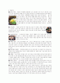 일본 [시코쿠 & 규슈 & 오키나와] 1페이지