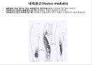대퇴 사두근 좌상 재활 운동.PPT자료 21페이지