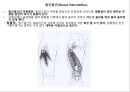 대퇴 사두근 좌상 재활 운동.PPT자료 22페이지