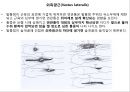 대퇴 사두근 좌상 재활 운동.PPT자료 23페이지