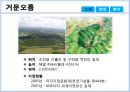 제주도 거문오름ppt 4페이지